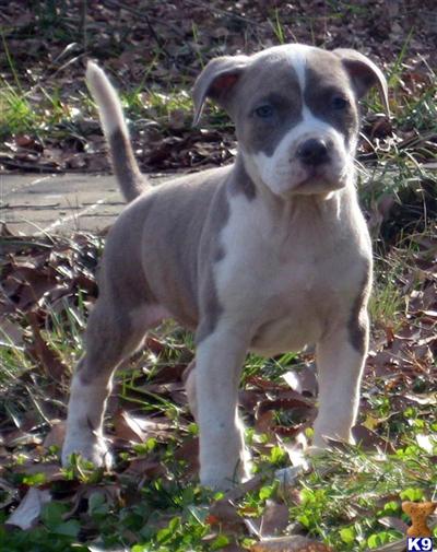 Puppies in NC
